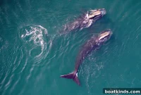 Final Call: Comment on the Whale Speed Rule