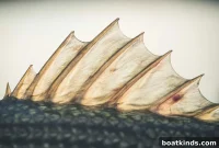 Summer Striper Fishing Secrets to Catch More Striped Bass