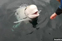 Beluga Bond: A James Bond Parody