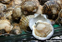 How Microplastics Contaminate Scallops Within Hours