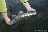 Why I Practice Catch and Release for Striped Bass
