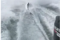Shark-Dragging Felony Sparks Outrage and Calls for Justice