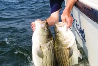 How to Catch Striped Bass This Summer