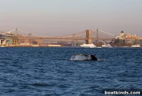 Whales Return to NYC Harbor Lured by Menhaden Near Times Square