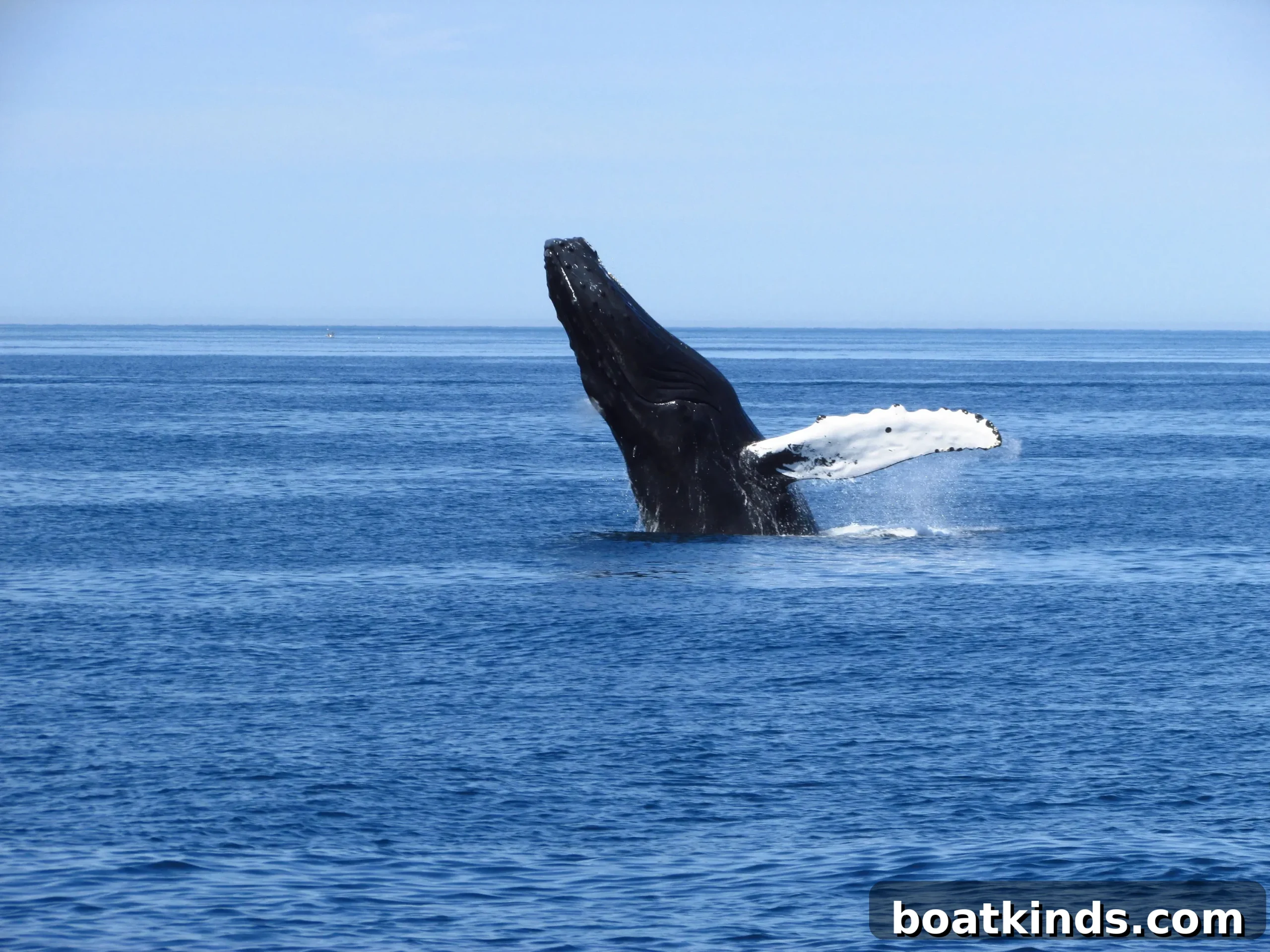 Whale near shore