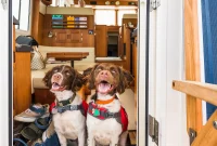 How to Keep Dogs Safe on Your Deck