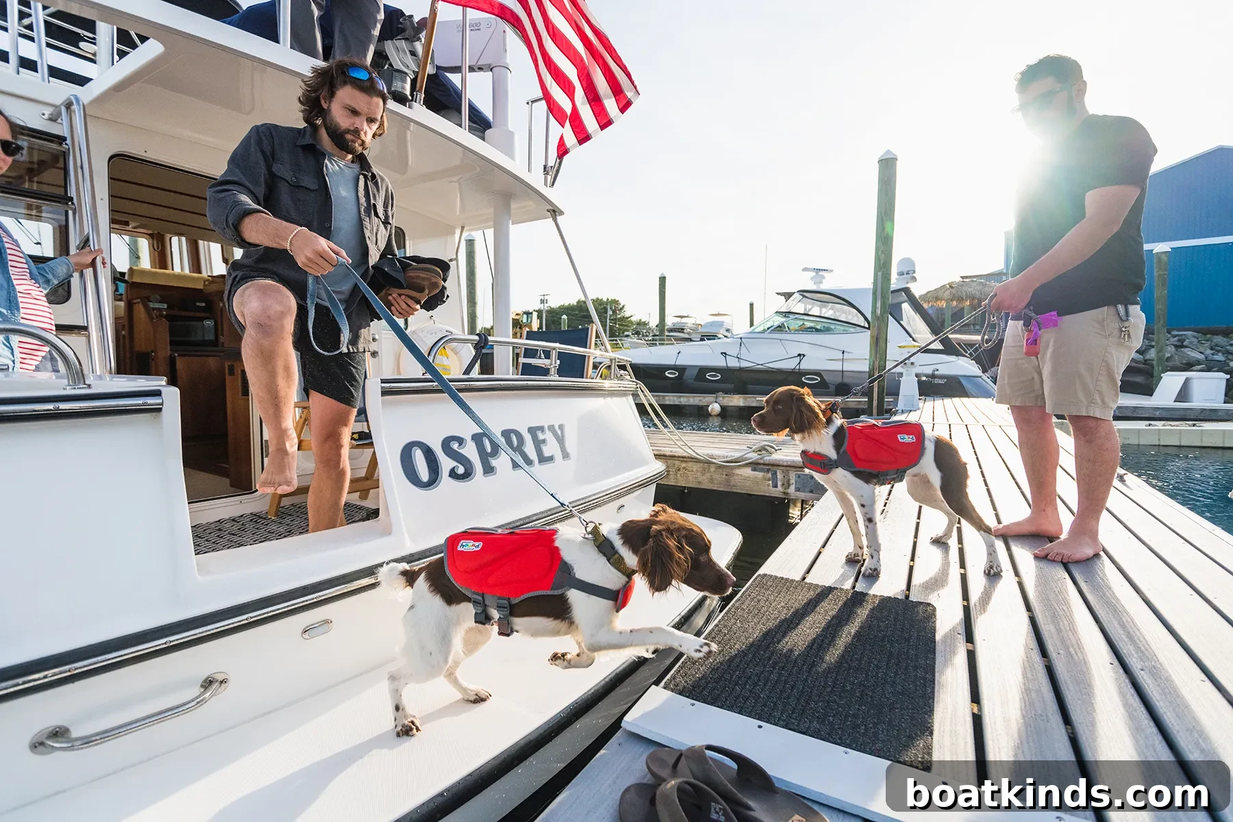 Dog wearing life jacket near boat