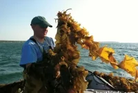 Maine Kelp Farmers Ride a Rising Tide of Growth