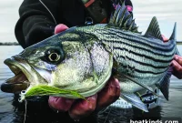 Why Fish Matter for Nutrition and Ocean Health