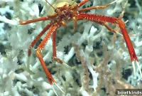 Explore a Massive Coral Reef: Snorkeling and Diving Tips