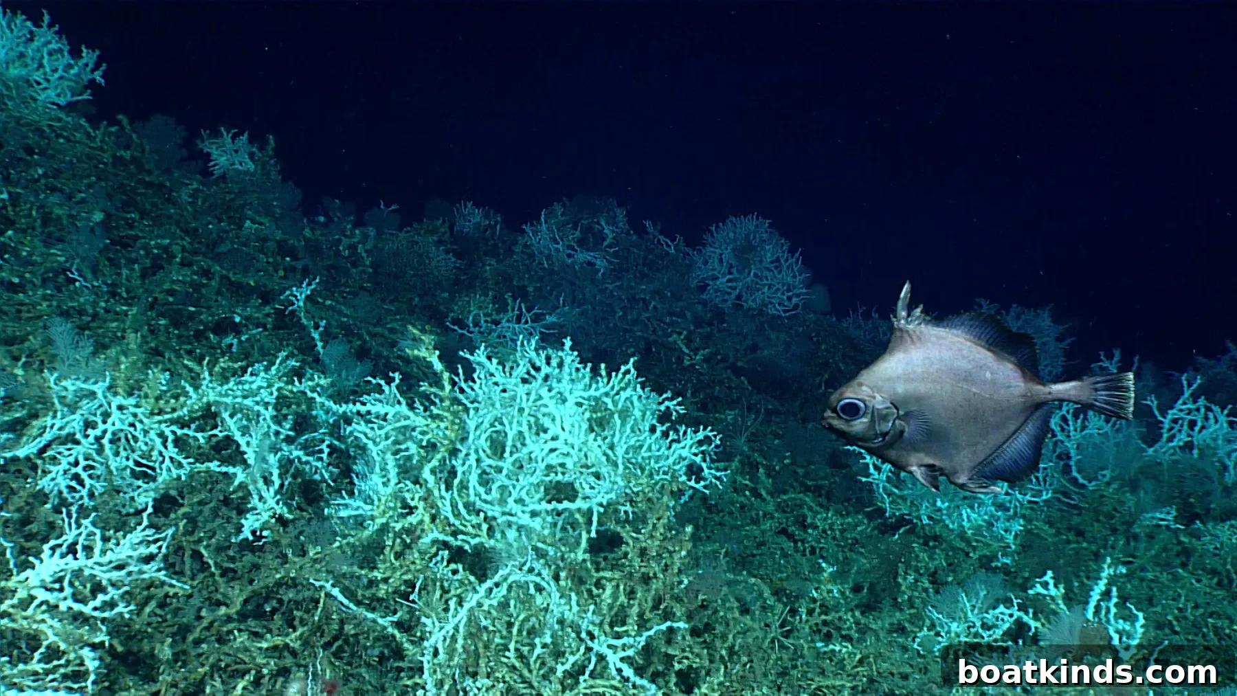 Deep-sea coral reef habitat