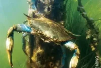 Can Blue Crab Populations Recover?