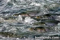 Master the Perfect Cast and Catch More Fish