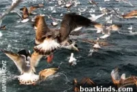 Autumn Spectacle: Giant Tuna and Herring Migration