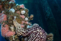 Should Oil Rigs Be Removed or Converted into Artificial Reefs?