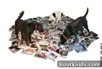 Salty Paws: Beach Gear and Grooming for Dogs