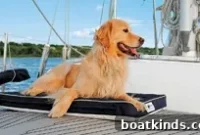 Pet Beds for Dogs and Cats: Cozy Styles and Sizes