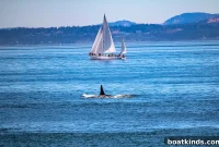 Why Are Orcas Ramming Boats? Causes and Safety Advice