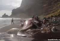Ambergris Found Inside Dead Whale: The Floating Gold Explained