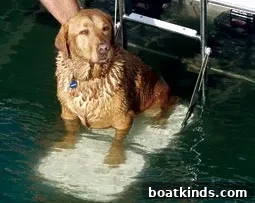 Canine enjoying the water