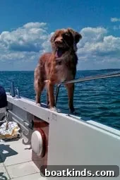 Dog on bow
