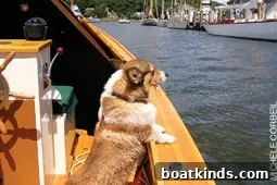 Dog relaxing on deck