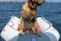 Submit Your Pet Photos to Be Featured