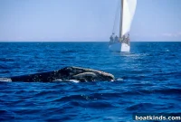 Whale Controversy Deepens: New Evidence Sparks Debate