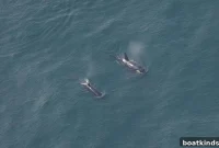Orcas Near Nantucket: Latest Sightings and Where to Watch