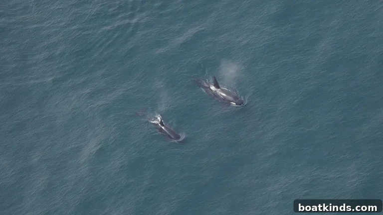 Orcas Near Nantucket: Latest Sightings and Where to Watch