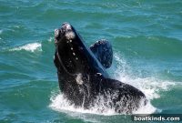 North Atlantic Right Whale: Population and Conservation News