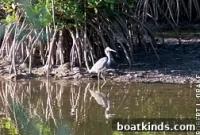 Discover the Tropical Bounty of Your Local Lagoon