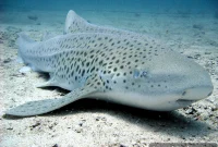 How Sharks Rewild the Ocean and Restore Marine Life