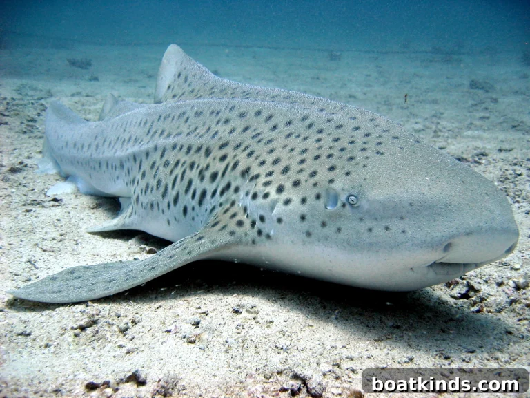 How Sharks Rewild the Ocean and Restore Marine Life