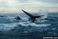 Whale Controversy Escalates as Nations Clash Over Protection