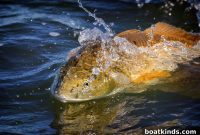 Redfish Fishing in the Mississippi Delta: Top Spots and Tips
