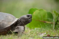 How Florida Wildlife Is Recovering After Hurricane Ian