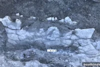 Giant 12-Foot Prehistoric Turtle Fossil Discovered in Europe