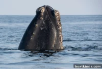 Reduce Vessel Speeds to Prevent Whale Collisions