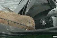 Freya the Boat-Crushing Walrus Euthanized, Authorities Face Fury