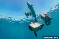 Wild Dolphin Encounters Caught on Camera