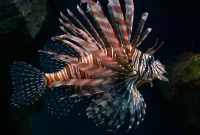 Why Caribbean Lionfish Must Be Eradicated Despite Their Beauty