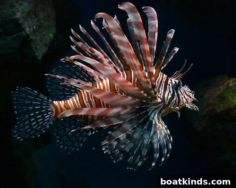 Why Caribbean Lionfish Must Be Eradicated Despite Their Beauty