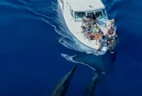 Pilot Whales Swim Alongside a Boat in the Maldives