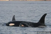 New Southern Resident Orca Calf Born