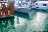 Why People Are Upset About Manatees