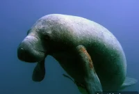 Record 1,101 Manatee Deaths Hit Florida in 2021