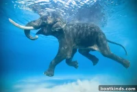 The Last Ocean-Swimming Elephant: A Conservation Story
