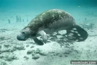Wild Manatees Dying: Officials Resort to Emergency Feeding