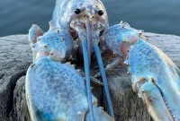 Maine Lobsterman Lands Rare 1-in-100-Million Lobster